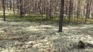 За ГРИБАМИ! Собираем грибы свежий выход! Самые вкусные и ароматные!