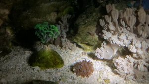 В моем морском аквариуме размножились улитка Трохус(Trochus) и огненные черви.