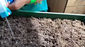 Сеем зелень: укроп, кинза, острый перец. Озеленяем подоконник. Часть 1