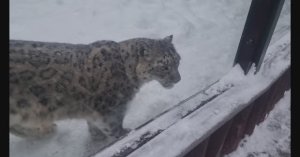 Зоопарк ЛИМПОПО часть 1