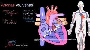 Arterias vs. Venas. ¿Cuál es la diferencia? | Khan Academy en Español