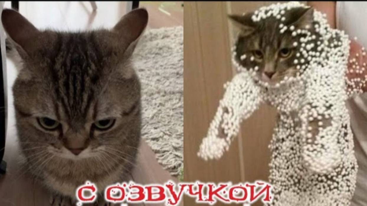 ПРИКОЛЫ С КОТАМИ Самая смешная озвучка животных ТЕСТ НА ПСИХИКУ РЖАКА ДО СЛЕЗ