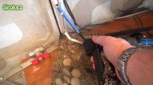 Радужный краб. Содержание и кормление