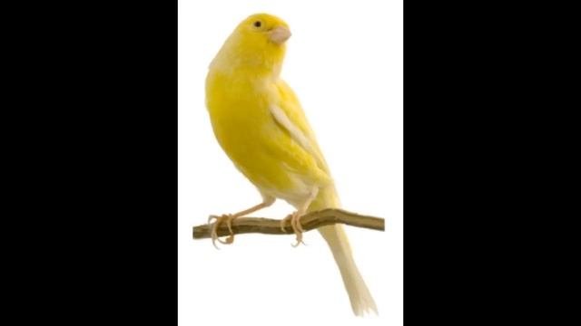 CANARY SINGING - Serinus Canaria