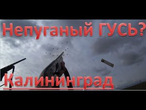 Охота на непуганого гуся 2021. Калининградская область. Hunting for a not frightened goose. 4K