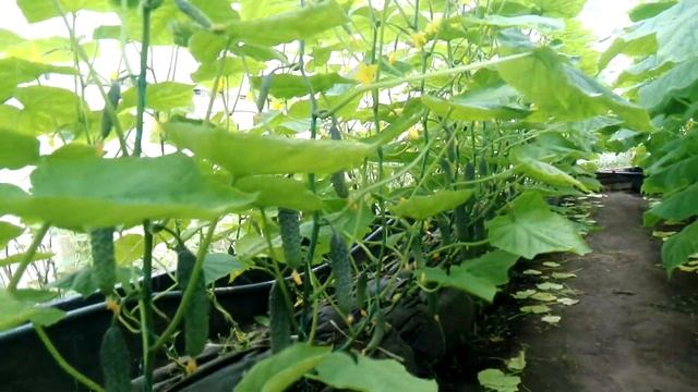 нагрузка огурцов на 3 мая смотреть онлайн