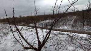 Обрезка абрикоса (7-10лет) весной. Переход на чашу.