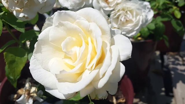 Rosa : Easy Spirit смотреть онлайн