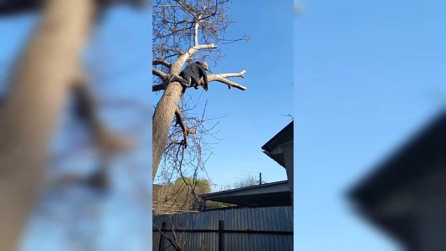 Как правильно спилить большое дерево возле частного дома ... смотреть онлайн