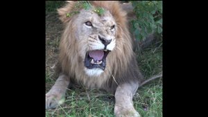 GOOD LION  CHUK #Shorts