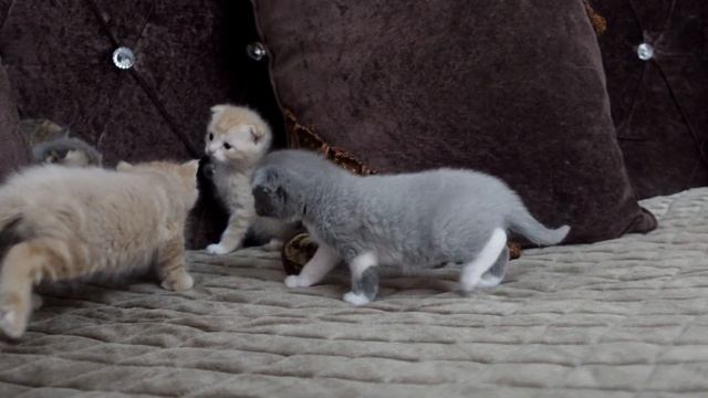 Котята заводят новых друзей: Первая встреча с другой кошкой смотреть онлайн