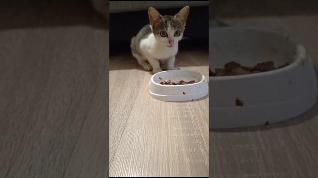 Нашли Котёнка на Улице!
