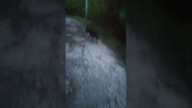 VID-20240721-WA0026.mp4 смотреть онлайн