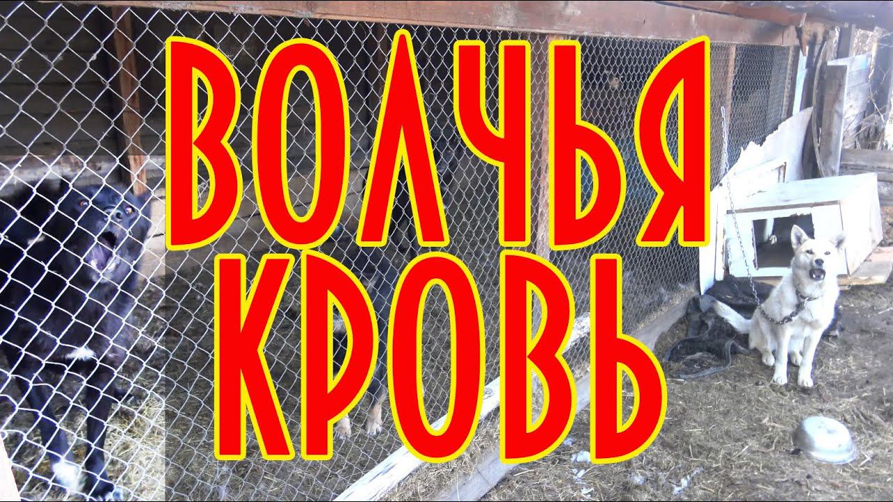 Волчья кровь, сюжет об охотничьих собаках, волк + западно-сибирская лайка #домавместе