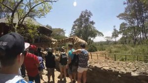 Кения. Африка. Найроби. Приют слонят. Центр жирафов. Carnivore. Kenya. Africa. Nairobi. 2 part