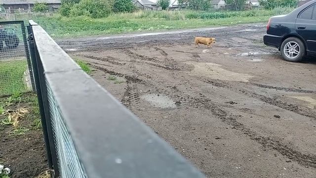 зим 350 смотреть онлайн