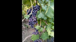 Виноград Подарок несветая  и Аркадия(Настя).Продажа черенков.