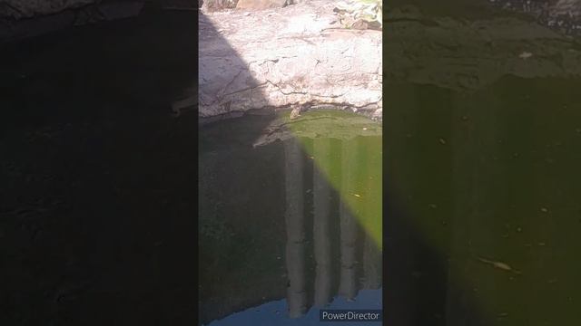 завтрак//сезон заготовок//рекомендации травматолога//снова змея в пруду//(1 год назад)