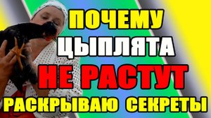 Почему цыплята НЕ РАСТУТ. Раскрываю основной секрет.