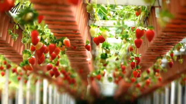 If You See This In a Strawberry, Throw It Out & Call 911 смотреть онлайн