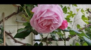 Редчайшая плетистая ароматная роза #OurLastSummer на просторах видеоконтента, сезон 2022