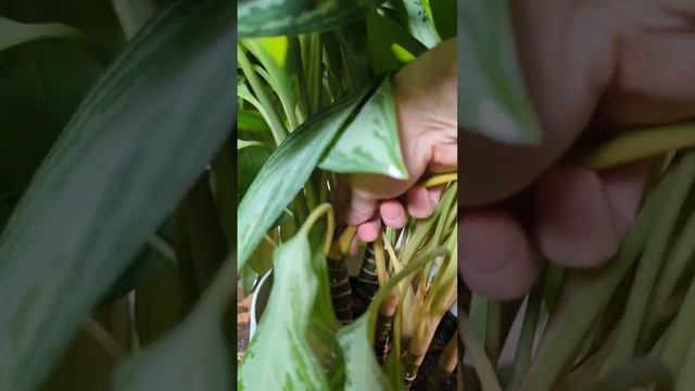 Wow...this plant looks bad! Aglaonema silver bay getting cleaned up