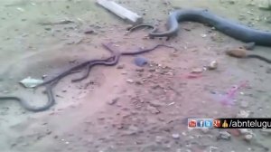 Змея рожает! Эксклюзив! Редкое видео!