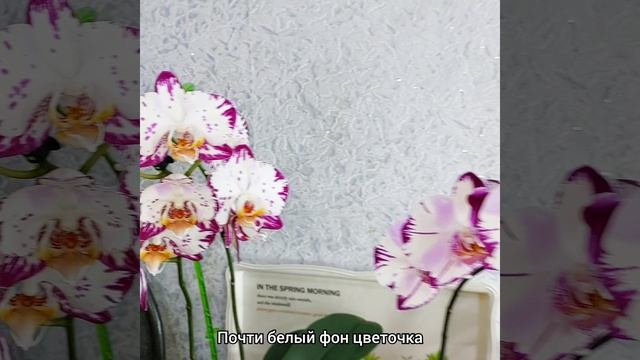 #орхидеи #фаленопсис Бернадетта и Мэджик Арт цветут?Отличия сортов? #цветы #растения #shorts смотреть онлайн