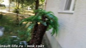 Ходьба после инсульта без опоры к авто