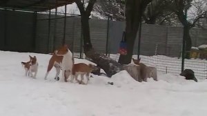 Басенджи зимой) африканские собаки......? нет не слышали))))