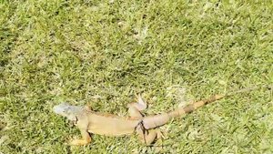 Прогулка с ручным ящером | Красивые ящерицы } Зелёная игуана на прогулке | Игуанообразные | Рептили