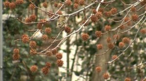 Плоды ликвидамбара смолоносного