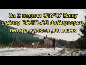 Как отучить собаку БОЯТЬСЯ салюта за 2 недели. С Вами кинолог с 30 летним опытом Н.Севостьянова.