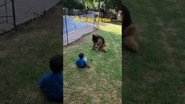 Playing Fetch with an Alsatian