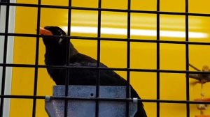 Португальский кенар Арлекин, говорящая птица Майна, Чижик-Пыжик и компания!!