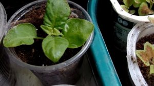 Колеус из семян. От чего зависит яркая окраска листьев?