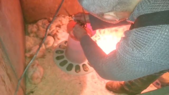 Опорос вьетнамской свиньи, переселение бролеров, немного о чистоплотности вьетнамских свиней смотреть онлайн