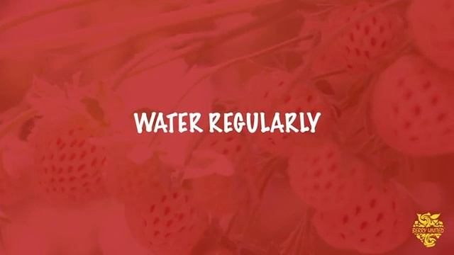 Pineberry, Strasberry & Bubbleberry смотреть онлайн