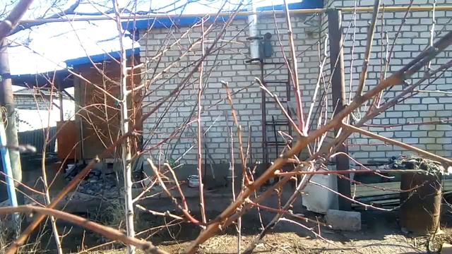 Часть вторая зимняя обрезка персика