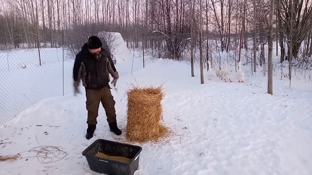 Гуси зимой на улице. Содержание без проблем. смотреть онлайн