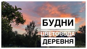 Деревенская природа _ Закат и рассвет _ Мамины огромные хосты _ Будни цветовода _ 06.07.2022г..mp4