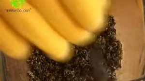 Prof-Sorb (Профсорб; сорбент, абсорбент)