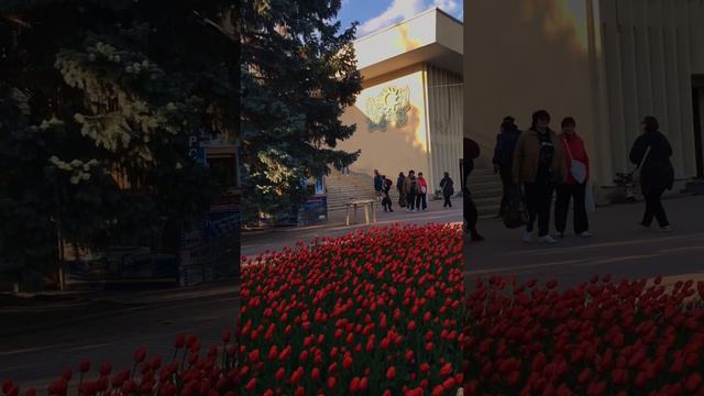 Клумба с тюльпанами в Пятигорске 🌷