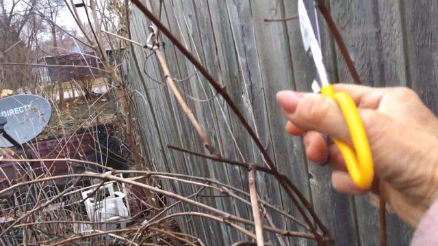 ОБРЕЗКА ВИНОГРАДА _ как там будет но виноград будет расти в любом случае смотреть онлайн