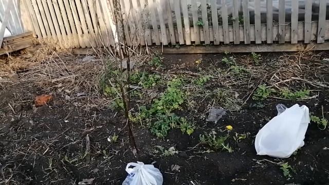 VLOG БОЮСЬ ИДТИ В ОГОРОД ОТЕК КВИНКЕ смотреть онлайн