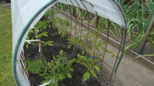 УКРЫТИЕ ДЛЯ УЛИЧНЫХ ПОМИДОР! /936