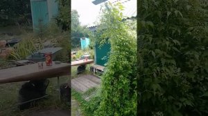 Клематис виноградолистный: поздний медонос