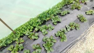 Состояние клубники после подкормок.