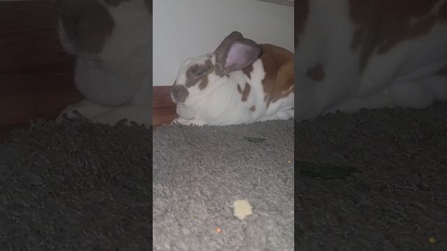 bunny sleeps смотреть онлайн