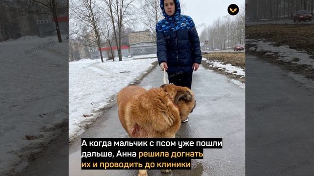 В Ярославле 11-летний мальчик спас собаку, в которую стреляли другие мальчишки